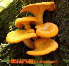 果蔬百科鸡油菌