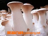 果蔬百科杏鲍菇