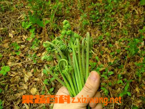 果蔬百科蕨菜