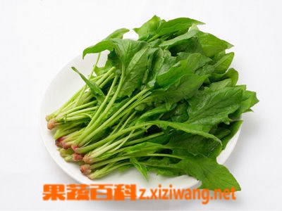 果蔬百科红根菠菜