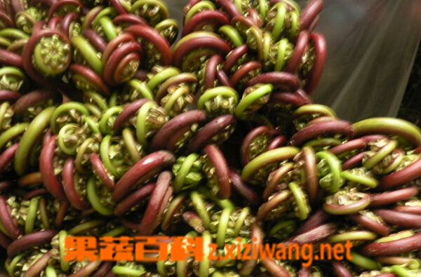 果蔬百科孕妇能吃哪些野菜