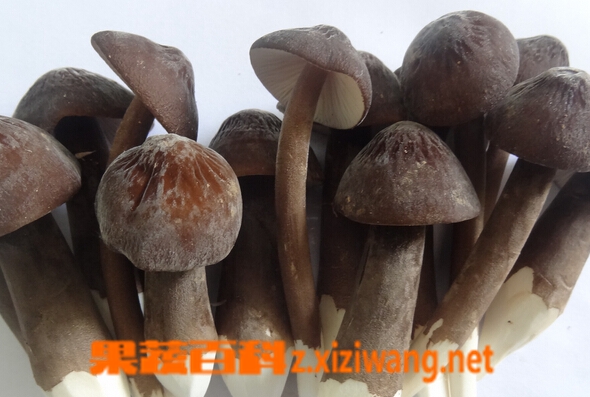 果蔬百科鸡纵菌