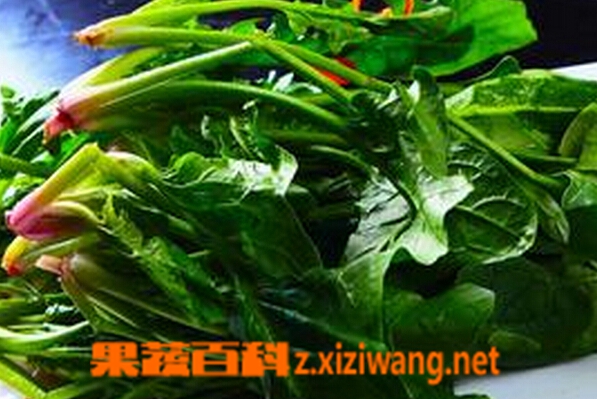 果蔬百科宝宝吃菠菜好吗