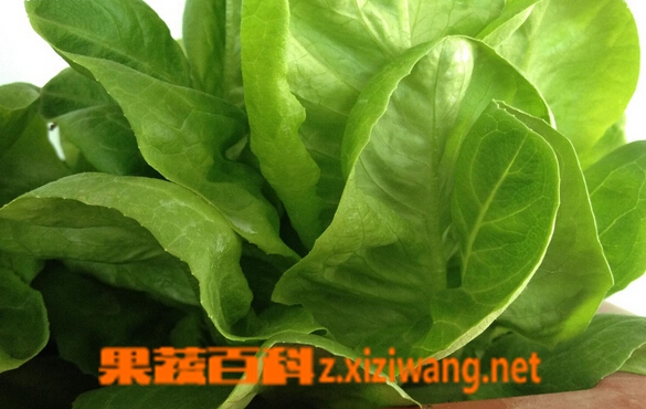 果蔬百科奶油生菜