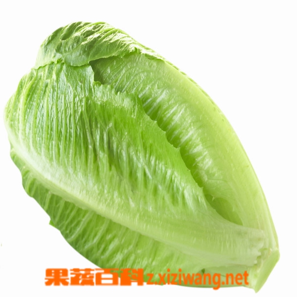 果蔬百科罗马生菜