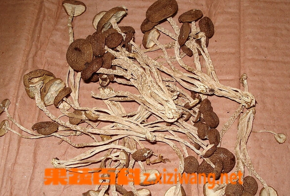 果蔬百科虫草菇