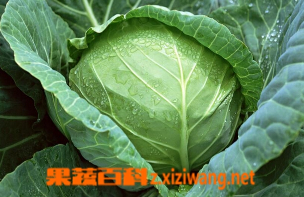 果蔬百科怎么正确食用卷心菜