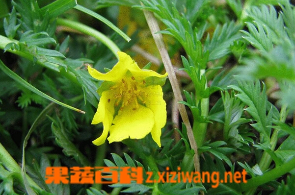 果蔬百科委陵菜怎么吃