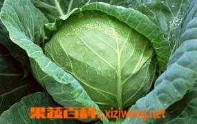 卷心菜的营养价值 怎么正确食用卷心菜