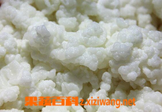 果蔬百科雪莲菌是什么