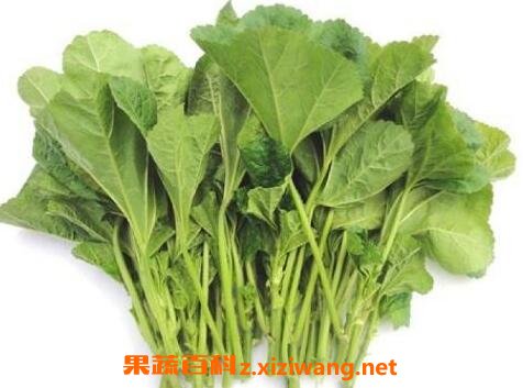 冬寒菜的功效与作用及食用方法