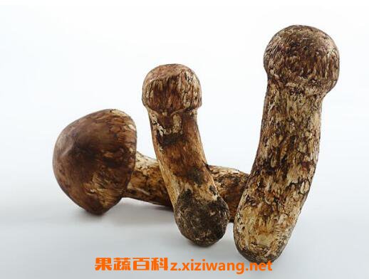 松茸不能和什么一起吃 松茸的保存方法