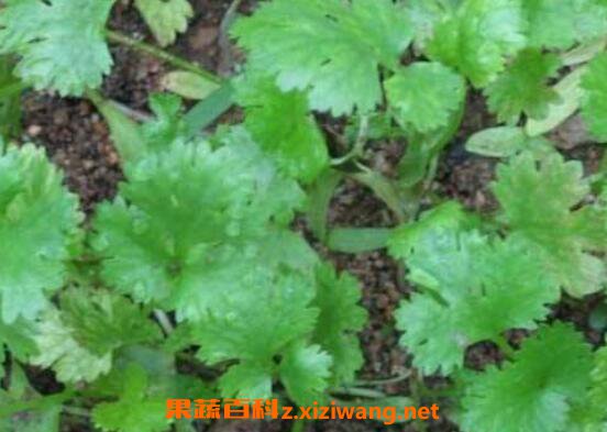 香菜怎么种植 香菜的种植方法和时间