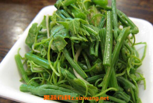 龙须菜的营养价值 龙须菜的食用方法