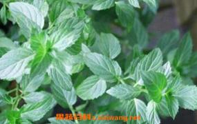 野胡椒花的功效与作用 野胡椒花的药用价值