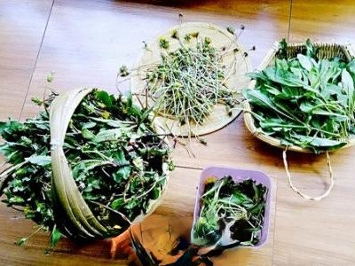  蒲公英茶哪些人不宜喝 长期喝蒲公英茶副作用