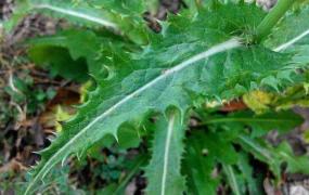 花叶滇苦菜能不能吃 花叶滇苦菜怎么食用