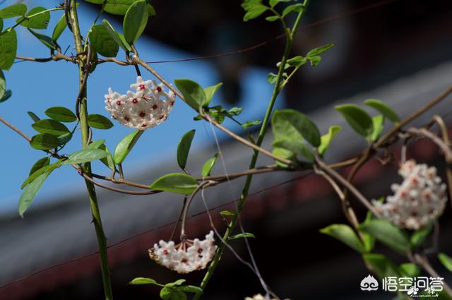 室内养什么花最好,家里种什么花比较好养活？