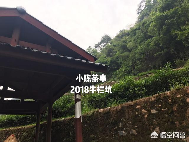 正岩肉桂茶属于什么茶,如何评价岩茶肉桂的口感？