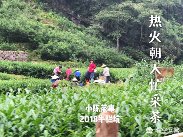 正岩肉桂茶属于什么茶,如何评价岩茶肉桂的口感？