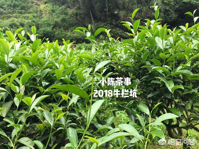 正岩肉桂茶属于什么茶,如何评价岩茶肉桂的口感？