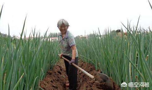 葱怎么种植方法,想在家里阳台养大葱，怎么种植？