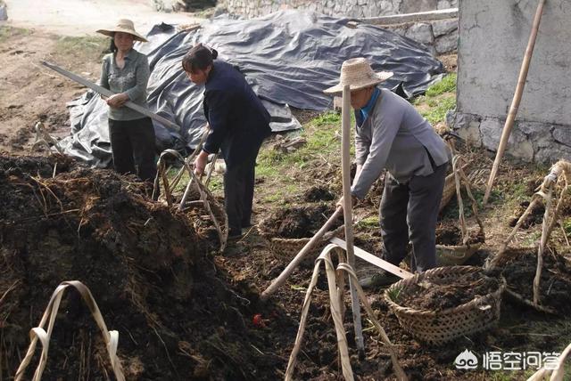 葱怎么种植方法,想在家里阳台养大葱，怎么种植？