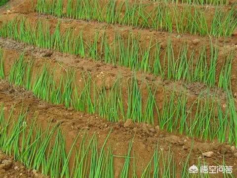 葱怎么种植方法,想在家里阳台养大葱，怎么种植？