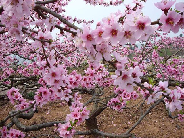 桃花和樱花有什么,又到一年赏花季 你学会辨别樱花与桃花了吗？