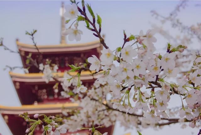 桃花和樱花有什么,又到一年赏花季 你学会辨别樱花与桃花了吗？