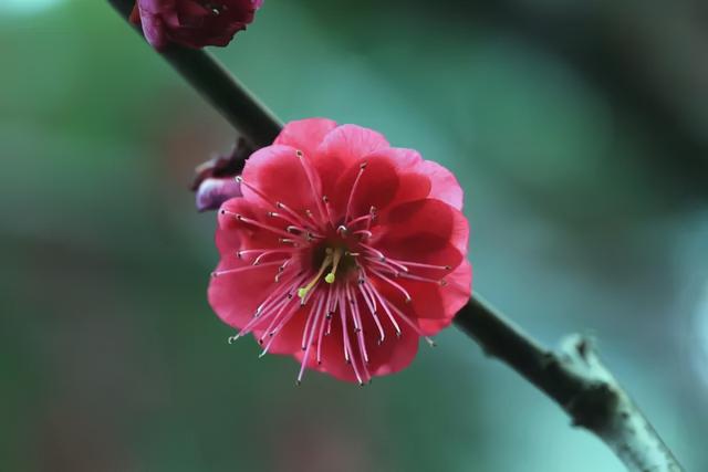 桃花和樱花有什么,又到一年赏花季 你学会辨别樱花与桃花了吗？