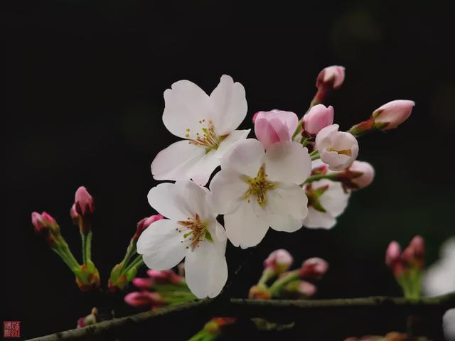 桃花和樱花有什么,又到一年赏花季 你学会辨别樱花与桃花了吗？