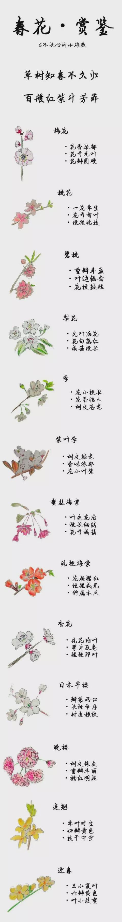 桃花和樱花有什么,又到一年赏花季 你学会辨别樱花与桃花了吗？