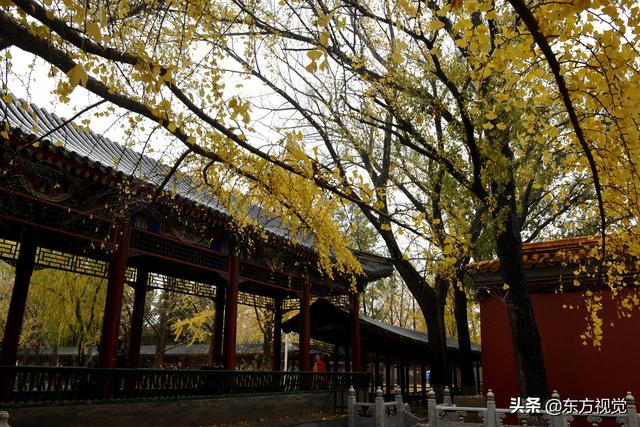 东方视觉,京城细雨润秋叶  满地“黄金”入画来