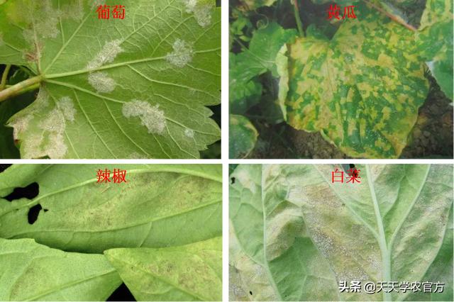 植物炭疽病,炭疽病、白粉病和锈病……分别怎么治！同样是真菌，用药却不同