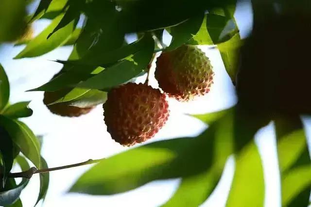 桂花香荔枝软文,七月｜人生苦短，不如尝口荔枝甜