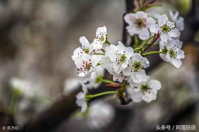 桃花和樱花有什么,教你完美的区分出梅花、桃花、樱花、杏花、梨花...