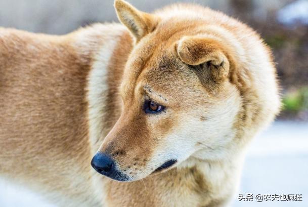 公鸡吃多了就没有了,俗语“狗无八年，鸡无六载”有道理吗？十年的鸡头真不能吃吗？