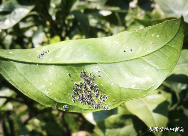 黑粉虫,柑橘叶背上有像“黑芝麻”一样的小虫？黑刺粉虱了解一下！