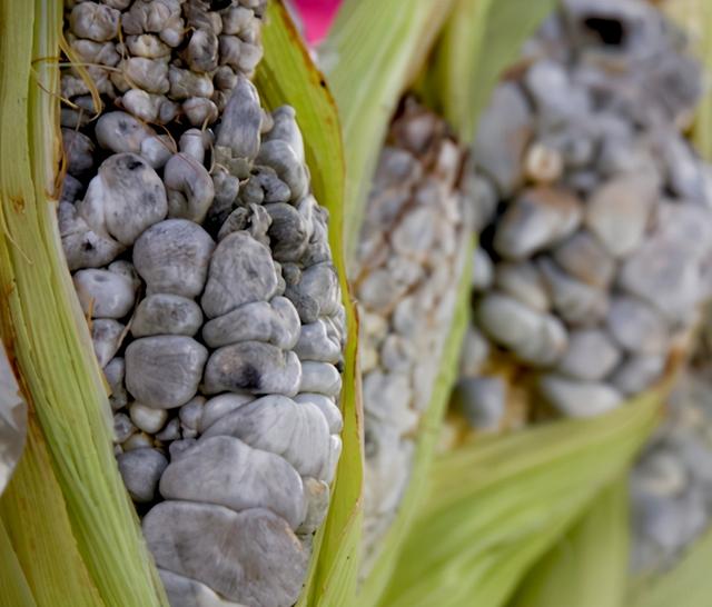 黑粉虫,柑橘叶背上有像“黑芝麻”一样的小虫？黑刺粉虱了解一下！