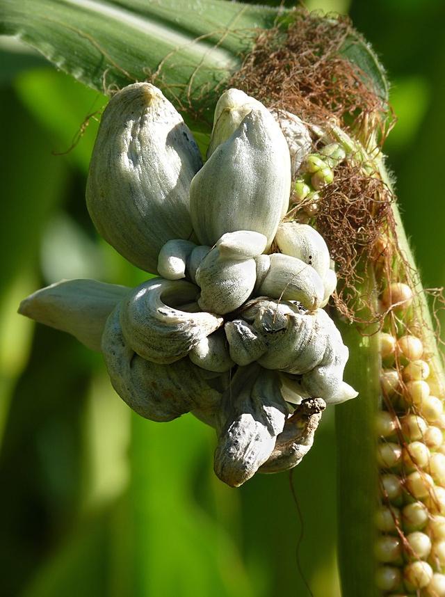 黑粉虫,柑橘叶背上有像“黑芝麻”一样的小虫？黑刺粉虱了解一下！