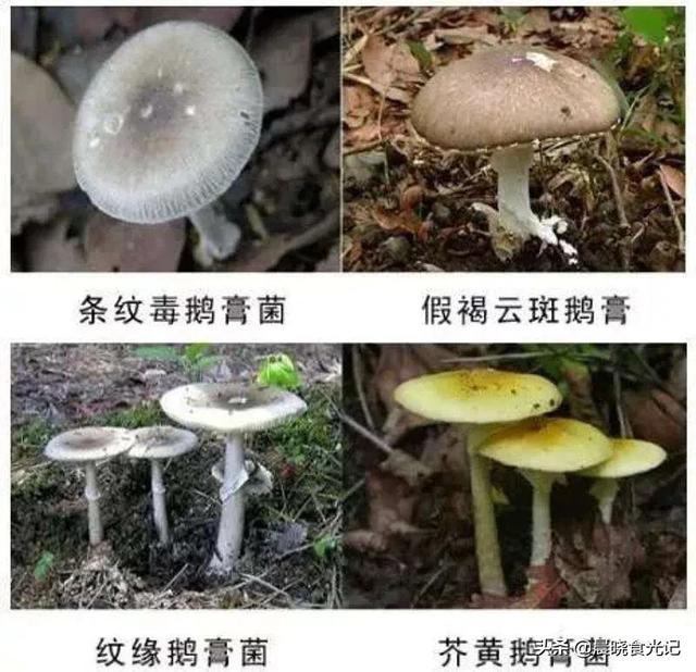 你吃过最好吃的蘑菇是什么？,最贵的蘑菇叫什么