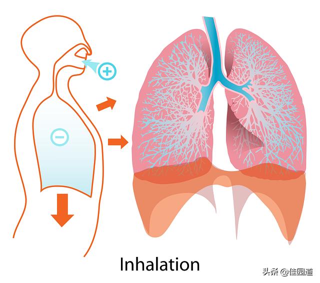 肺容量和肺总量的区别,肺好不好，有哪些症状表现？