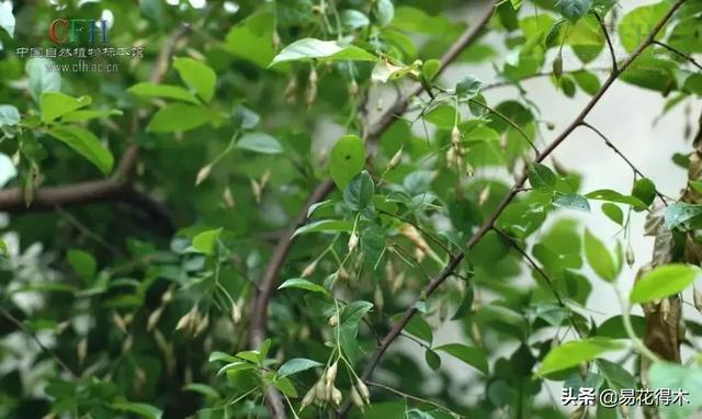 秤砣树,国家Ⅱ级保护濒危珍稀植物：秤锤树