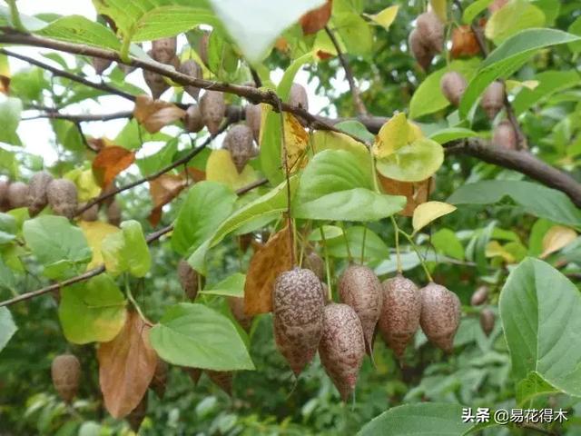 秤砣树,国家Ⅱ级保护濒危珍稀植物：秤锤树