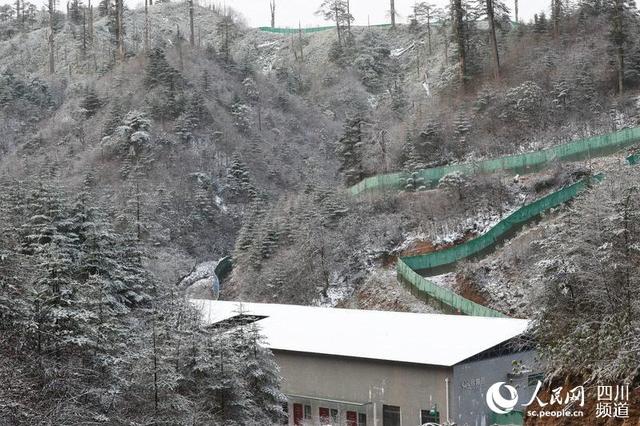 大相岭熊猫基地,走进四川大相岭自然保护区 大熊猫生活的绝佳境地