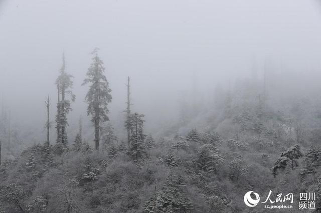 大相岭熊猫基地,走进四川大相岭自然保护区 大熊猫生活的绝佳境地