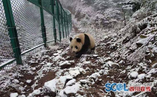 大相岭熊猫基地,走进四川大相岭自然保护区 大熊猫生活的绝佳境地