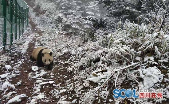 大相岭熊猫基地,走进四川大相岭自然保护区 大熊猫生活的绝佳境地