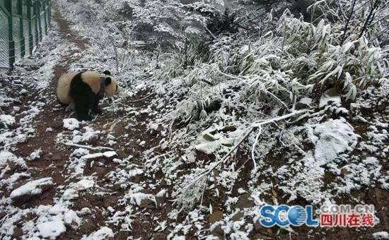 大相岭熊猫基地,走进四川大相岭自然保护区 大熊猫生活的绝佳境地